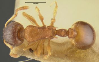 Media type: image;   Entomology 22776 Aspect: habitus dorsal view